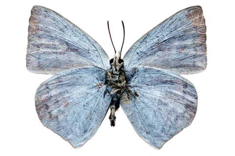 蝴蝶 彩蝶 花蝴蝶 动物 昆虫 免抠