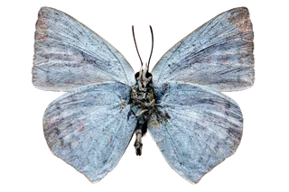 蝴蝶 彩蝶 花蝴蝶 动物 昆虫 免抠