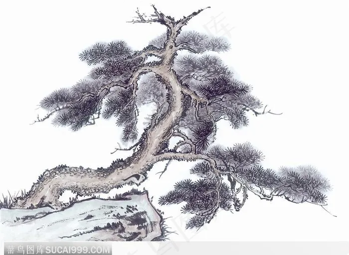 斜着生长的松树