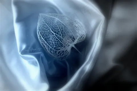 唯美丝绸树叶标本高清图片