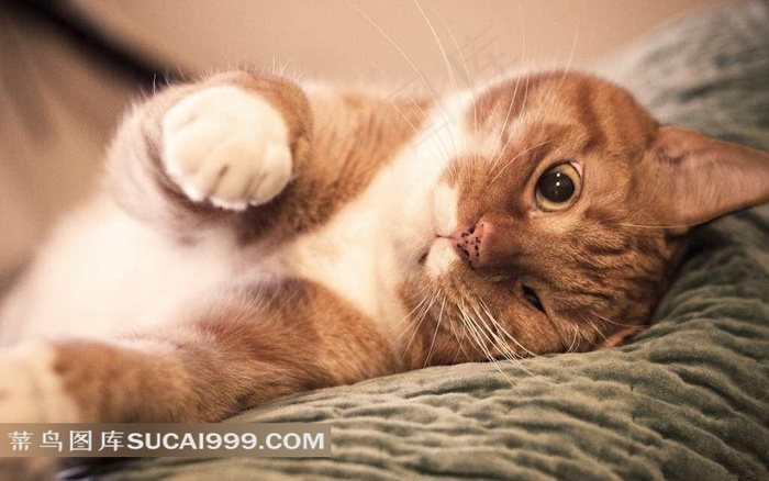 躺着的可爱猫咪