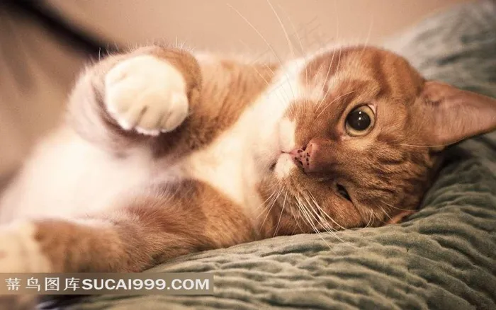 躺着的可爱猫咪