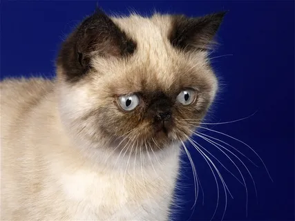 萌萌的可爱小猫素材