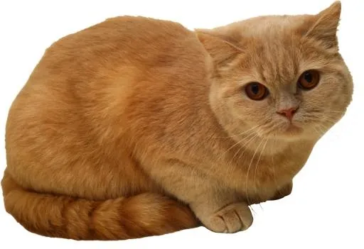 猫 PNG免抠(2543x1746)