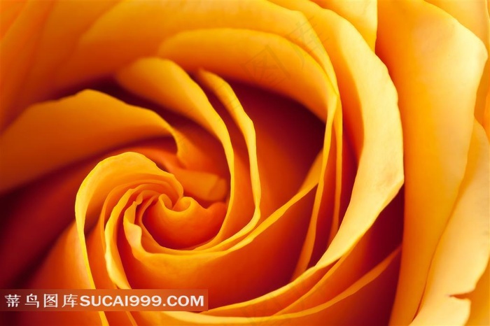 情人节黄玫瑰高清素材