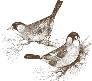 简约风手绘素描动画小鸟鸟儿免扣PNG图片素材 (26)