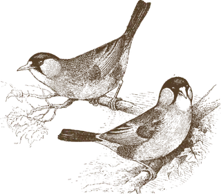 简约风手绘素描动画小鸟鸟儿免扣PNG图片素材 (26)