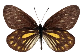 蝴蝶 彩蝶 花蝴蝶 动物 昆虫 免抠