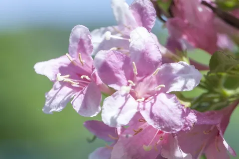淡粉色杜鹃花图片 淡粉色杜鹃花图片