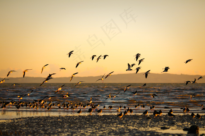 黄昏海边海鸥美景图片