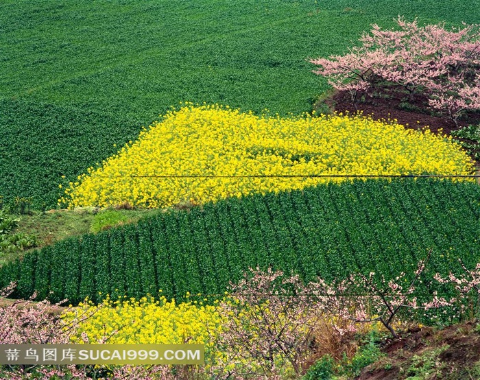 油菜花和绿色菜田