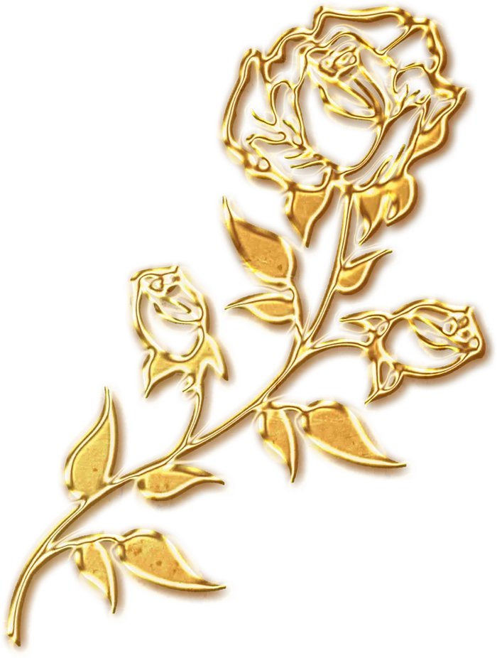 玫瑰花金色