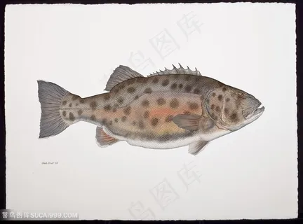高清手绘彩绘鱼插画素材 高清手绘彩绘鱼插画素材