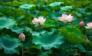 夏天荷塘荷花池荷叶绿色清新，夏至立夏大暑小暑摄影图