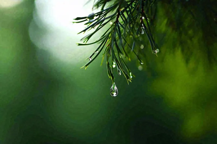绿色树林里面下雨过后的松枝挂着水滴摄影图(1344x896)