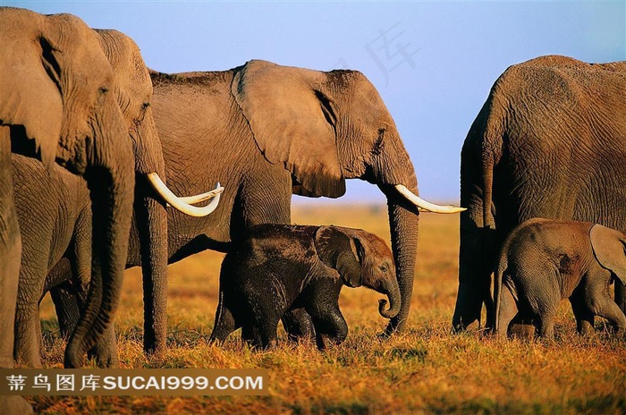 草原上的大象摄影素材