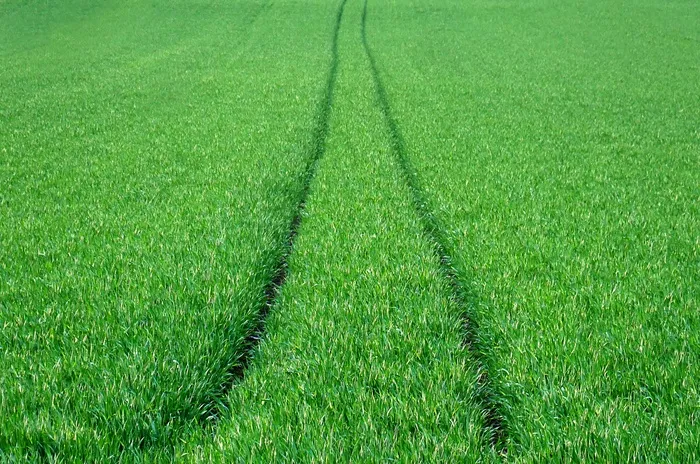 绿色农田景观图片