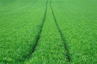 绿色农田景观图片