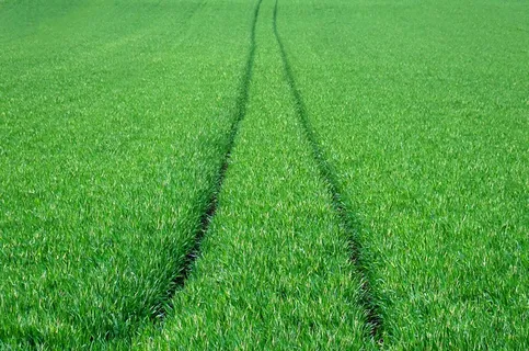 绿色农田景观图片 绿色农田景观图片