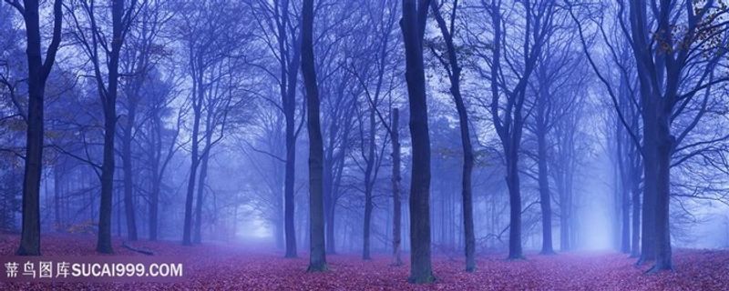 黎明时分的树林高清摄影图片