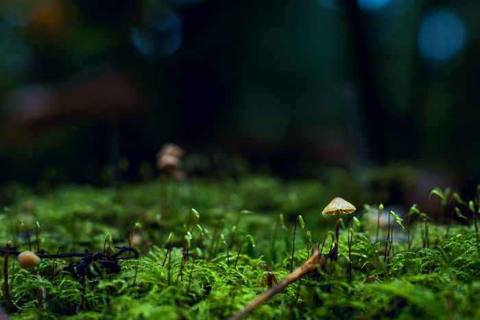 高清森林树林草地