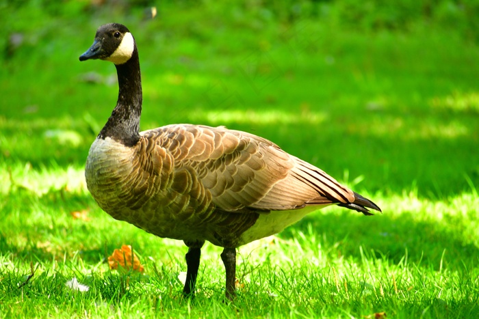 草地上的野鹅图片