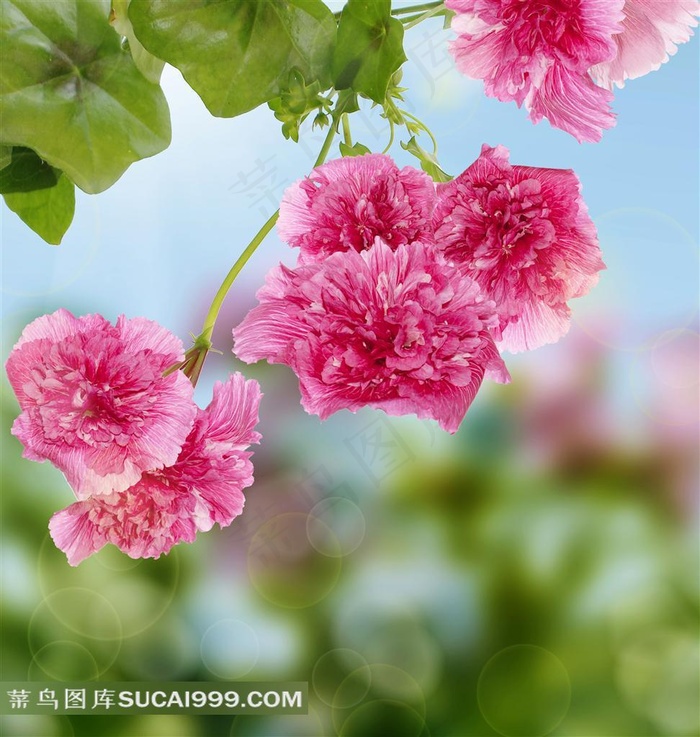 高清红色花朵鲜花图片