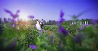 幸福恋人紫色薰衣草婚纱外拍高清写真