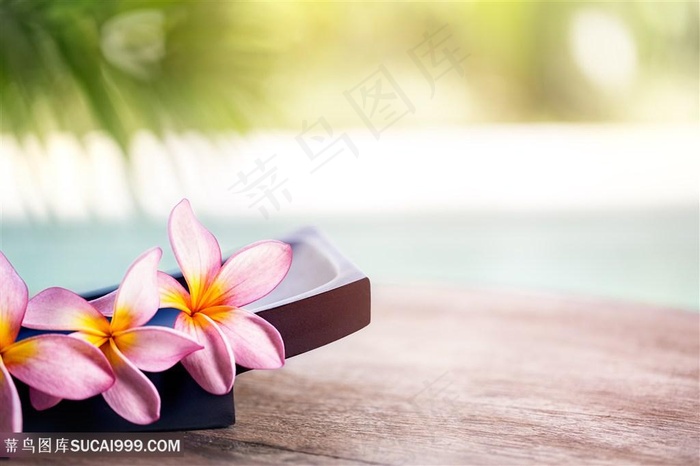 美丽的花朵特写高清图片