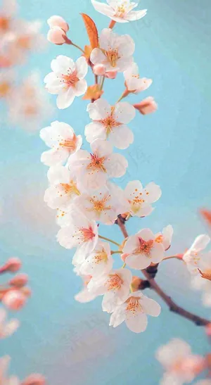 粉色樱花花朵立春惊蛰春分