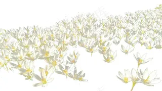 白色浪漫氛围花海