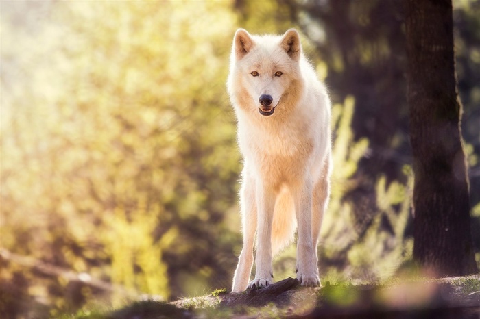 高清草地狼图片