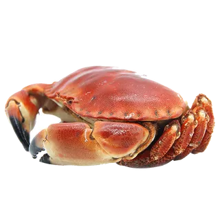 面包蟹 (1)海鲜超市商品红酒白底图免抠实物摄影png格式图片透明底