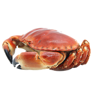 面包蟹 (1)海鲜超市商品红酒白底图免抠实物摄影png格式图片透明底