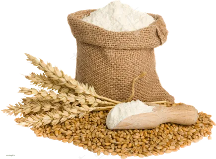 免抠农家小麦实物摄影