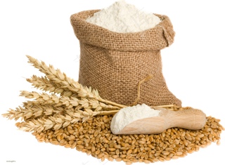 免抠农家小麦实物摄影