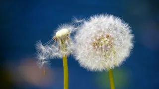 成熟的蒲公英图片