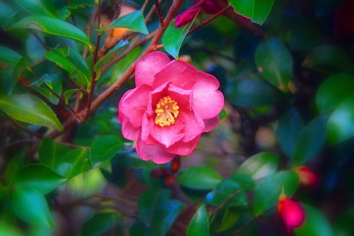 唯美非主流野生玫瑰图片