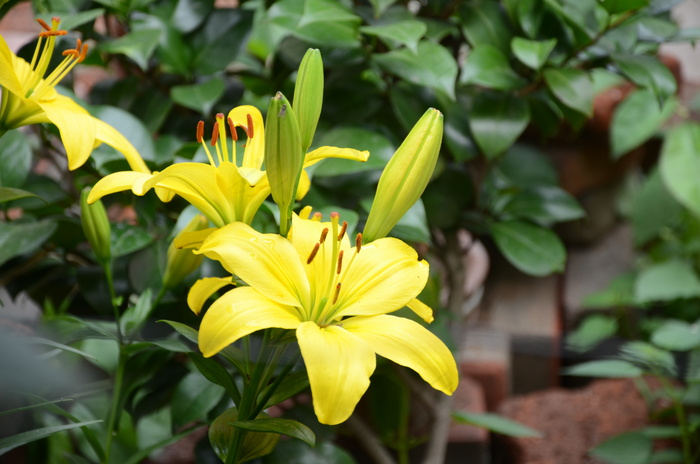 高清黄色百合花图片下载