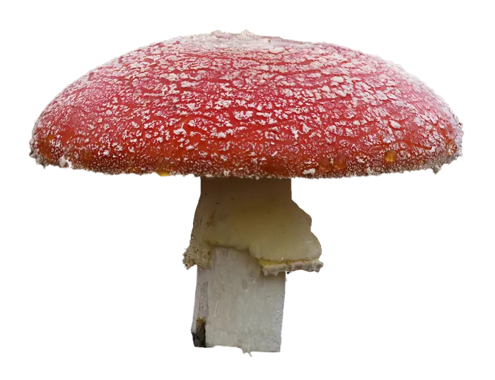 红蘑菇免抠图