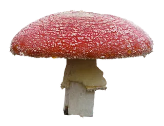红蘑菇免抠图
