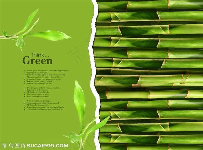 富贵竹竹竿和叶子特写