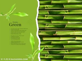 富贵竹竹竿和叶子特写