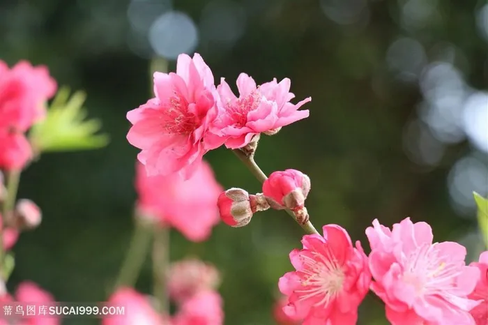 高清唯美粉色桃花图片