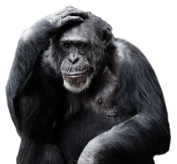 大猩猩动物