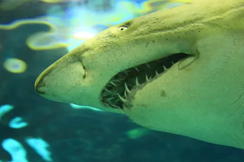 大白鲨局部图片 大白鲨局部图片
