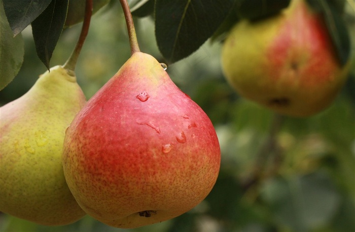 果园里的西洋梨