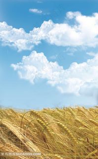 蓝天白云下的麦田