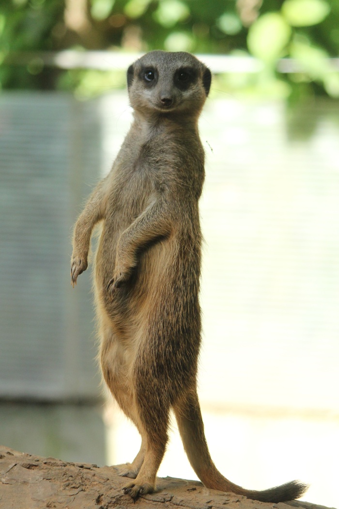 猫鼬野生鹿动物设计素材动物园