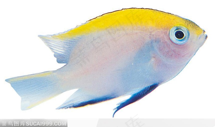 条状热带鱼标本